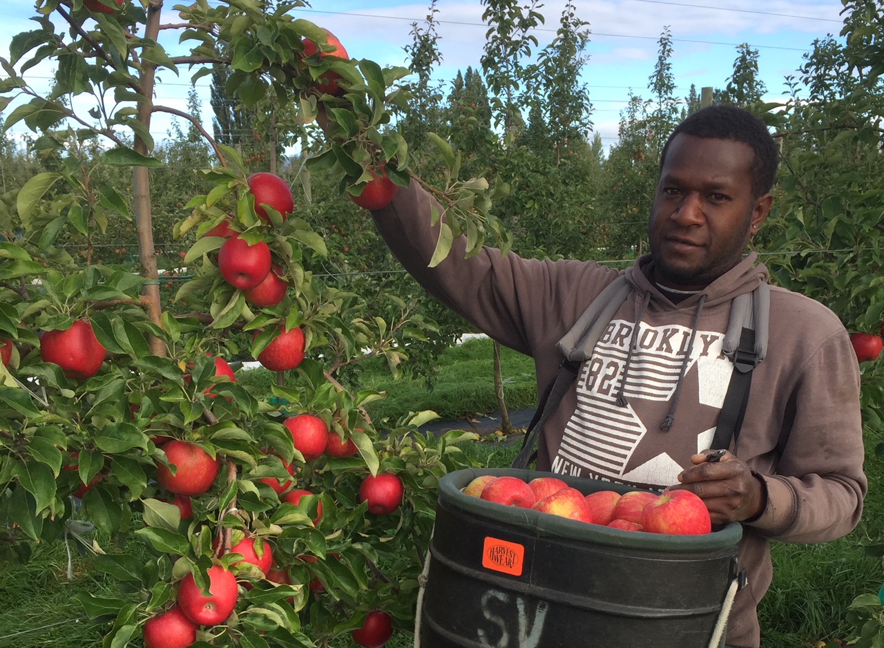 picking honey crisp